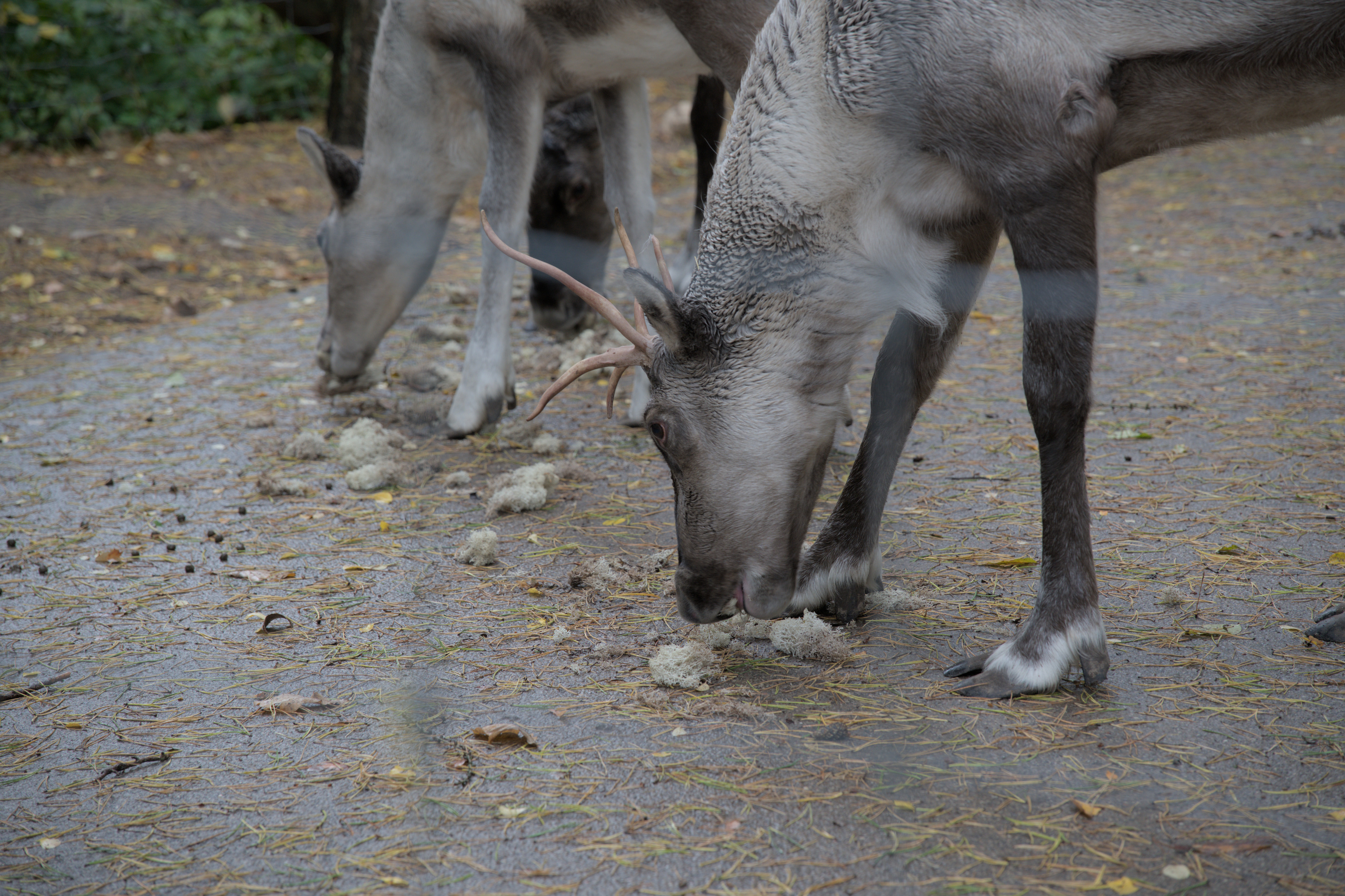 2025/10/12 - zoo/DSC_0083.jpg